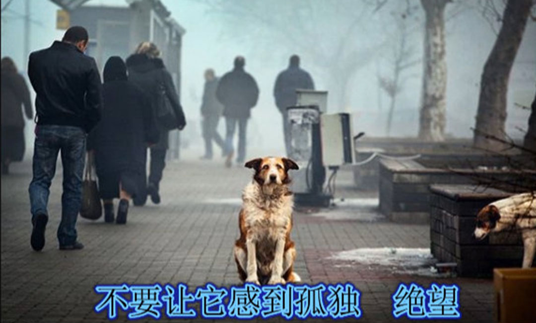 河西河西爱影圈微博微信转发案例
